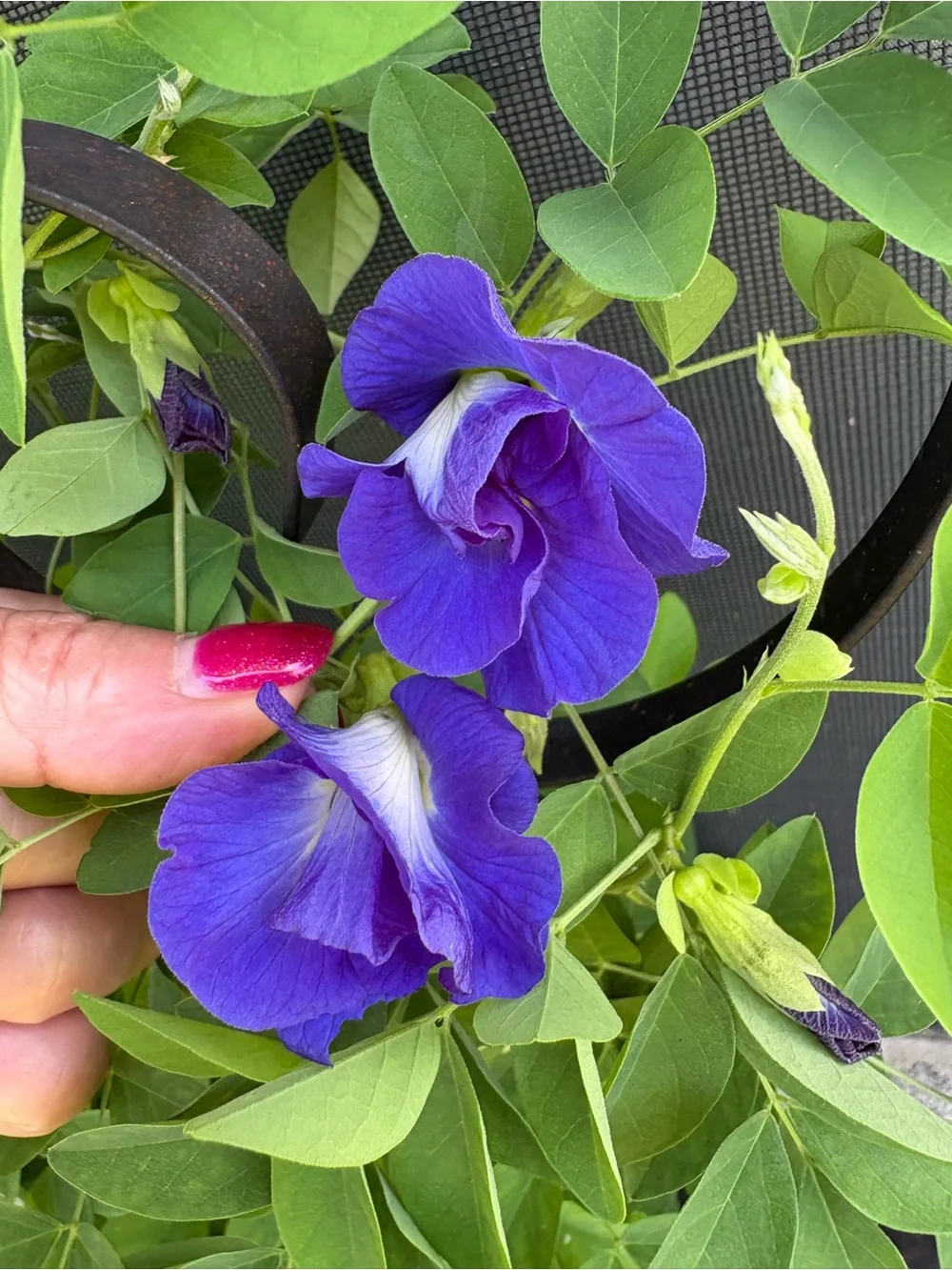 Purple Pea Tree Vine
